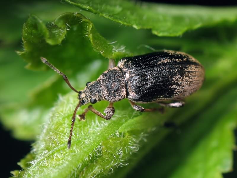 Phyllobius pyri (Linnaeus, 1758)
